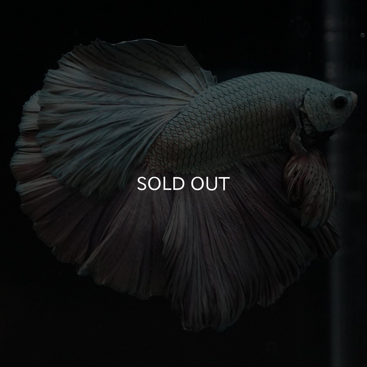 画像9: HM カッパー (9)