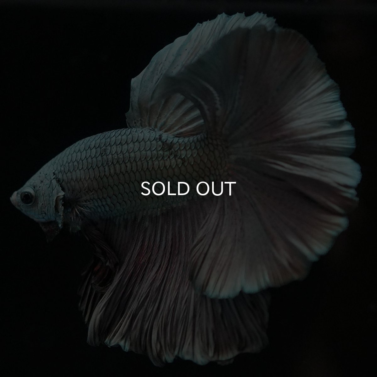 画像8: HM カッパー (8)