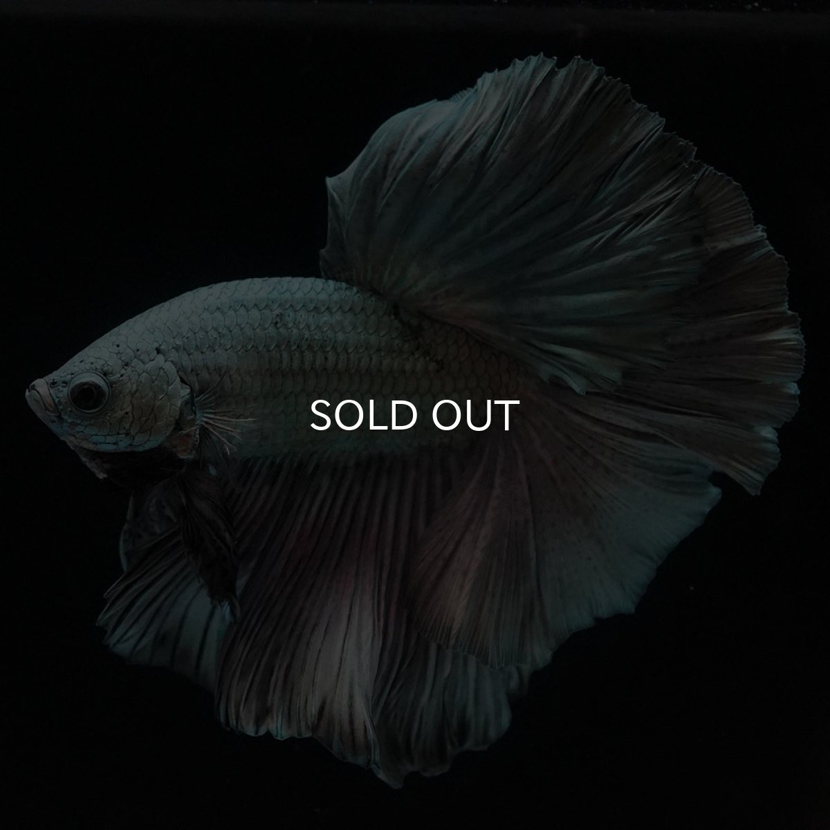 画像2: HM カッパー (2)