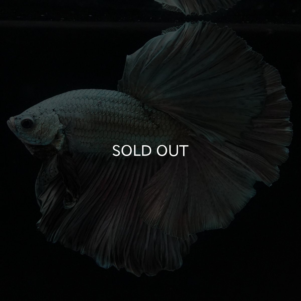 画像4: HM カッパー (4)