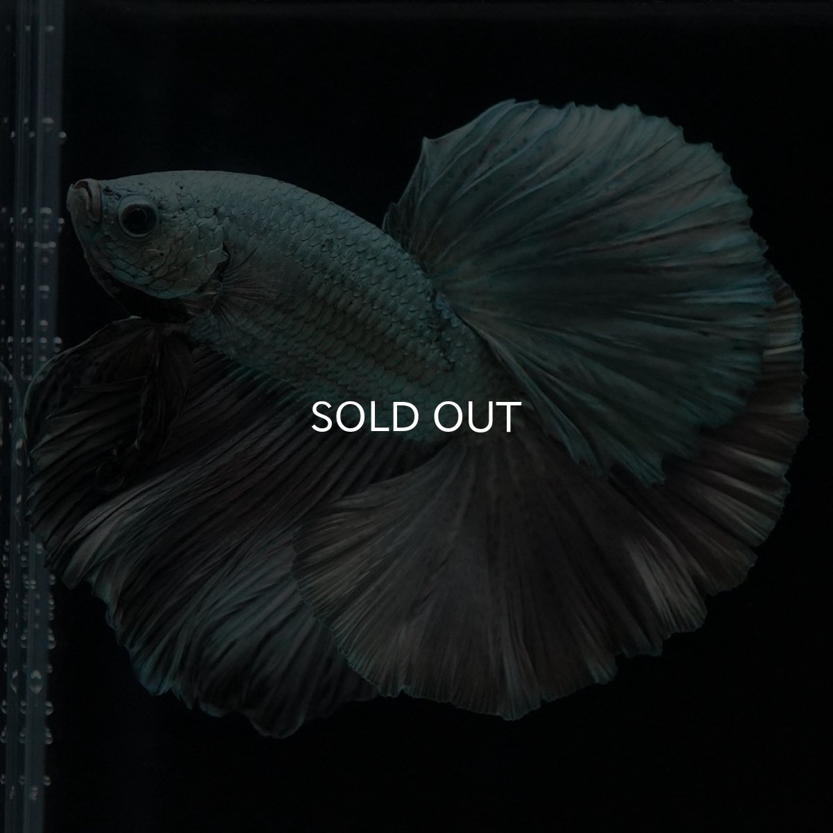 画像6: HM カッパー (6)