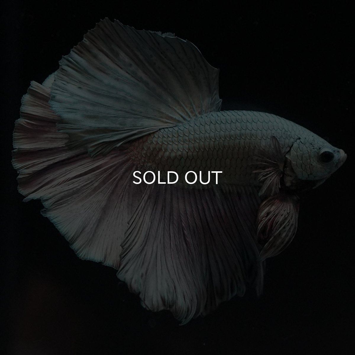 画像7: HM カッパー (7)