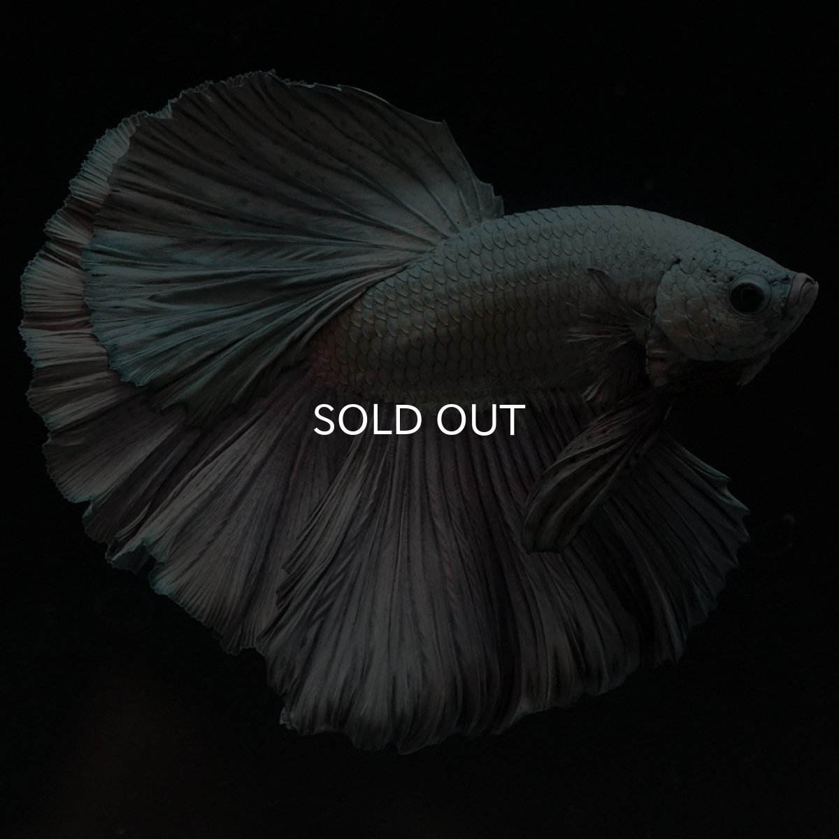 画像5: HM カッパー (5)