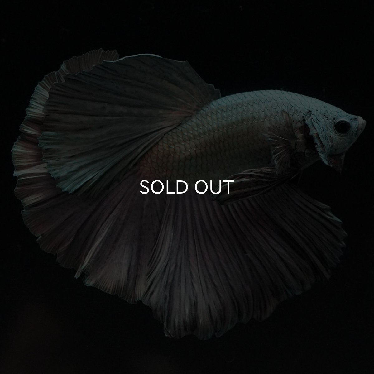 画像3: HM カッパー (3)