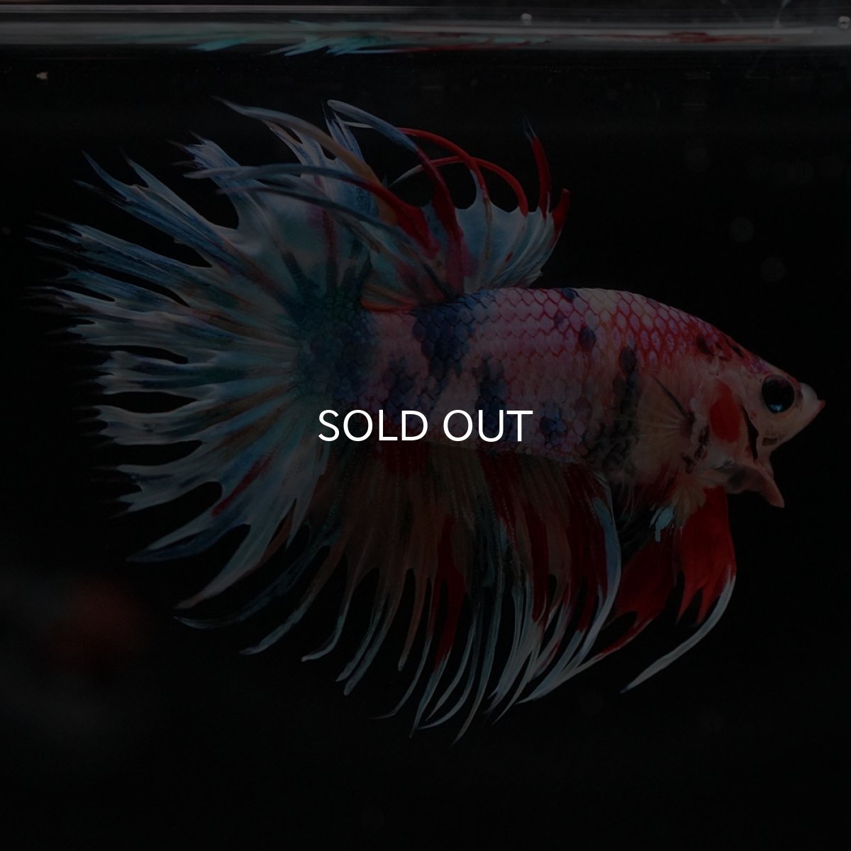 画像9: CT　キャンディ (9)