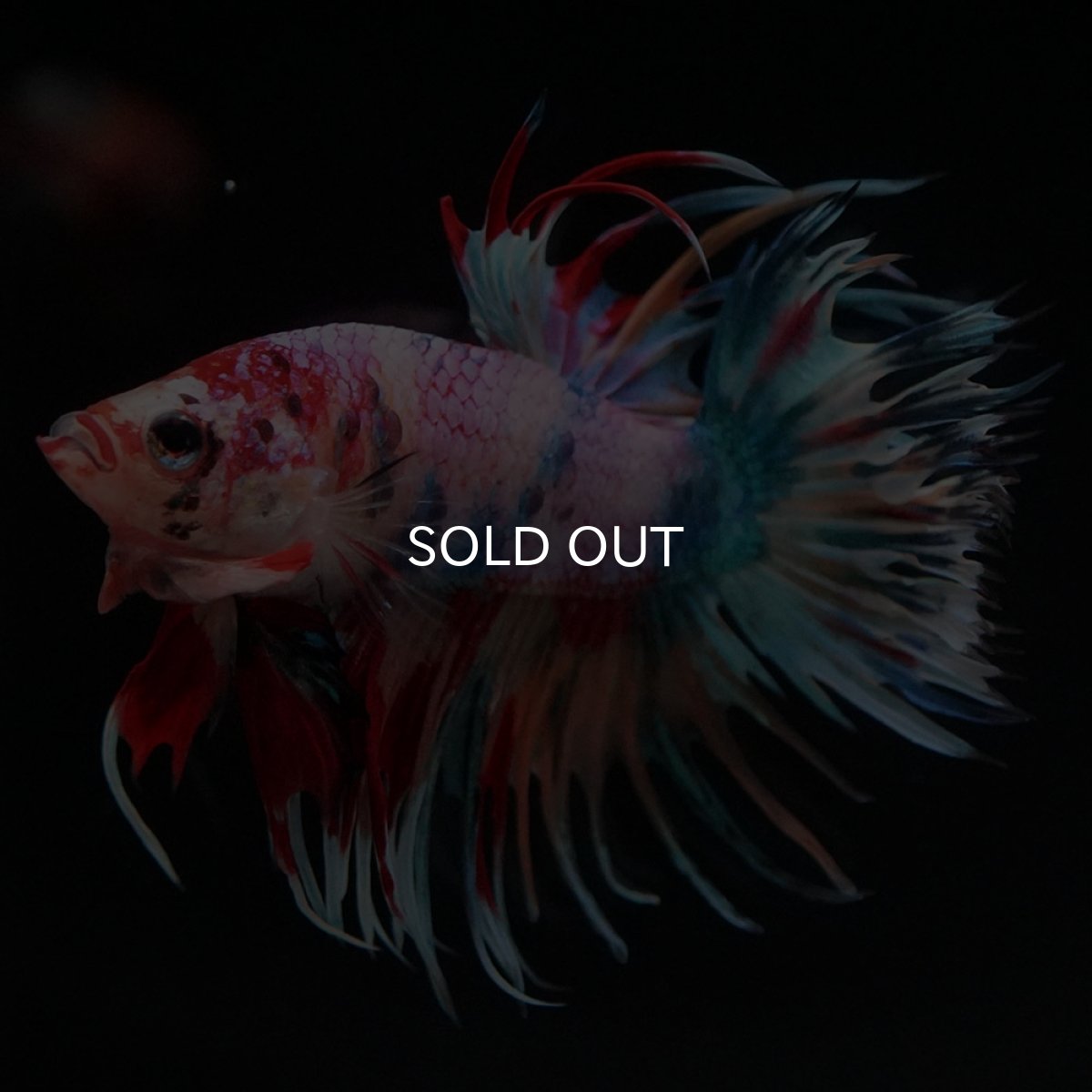 画像8: CT　キャンディ (8)