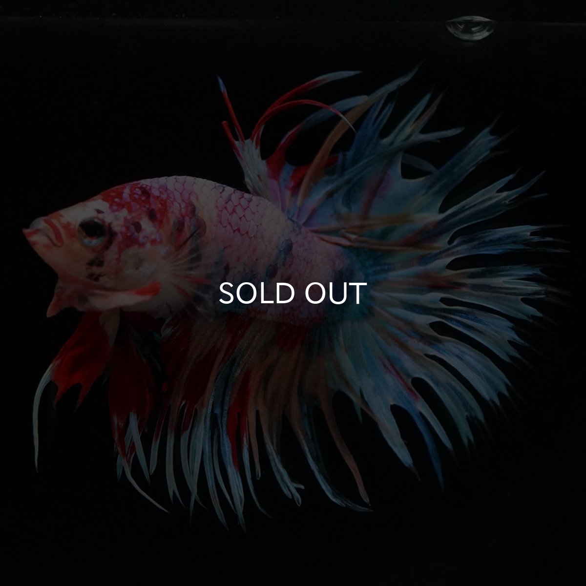 画像2: CT　キャンディ (2)