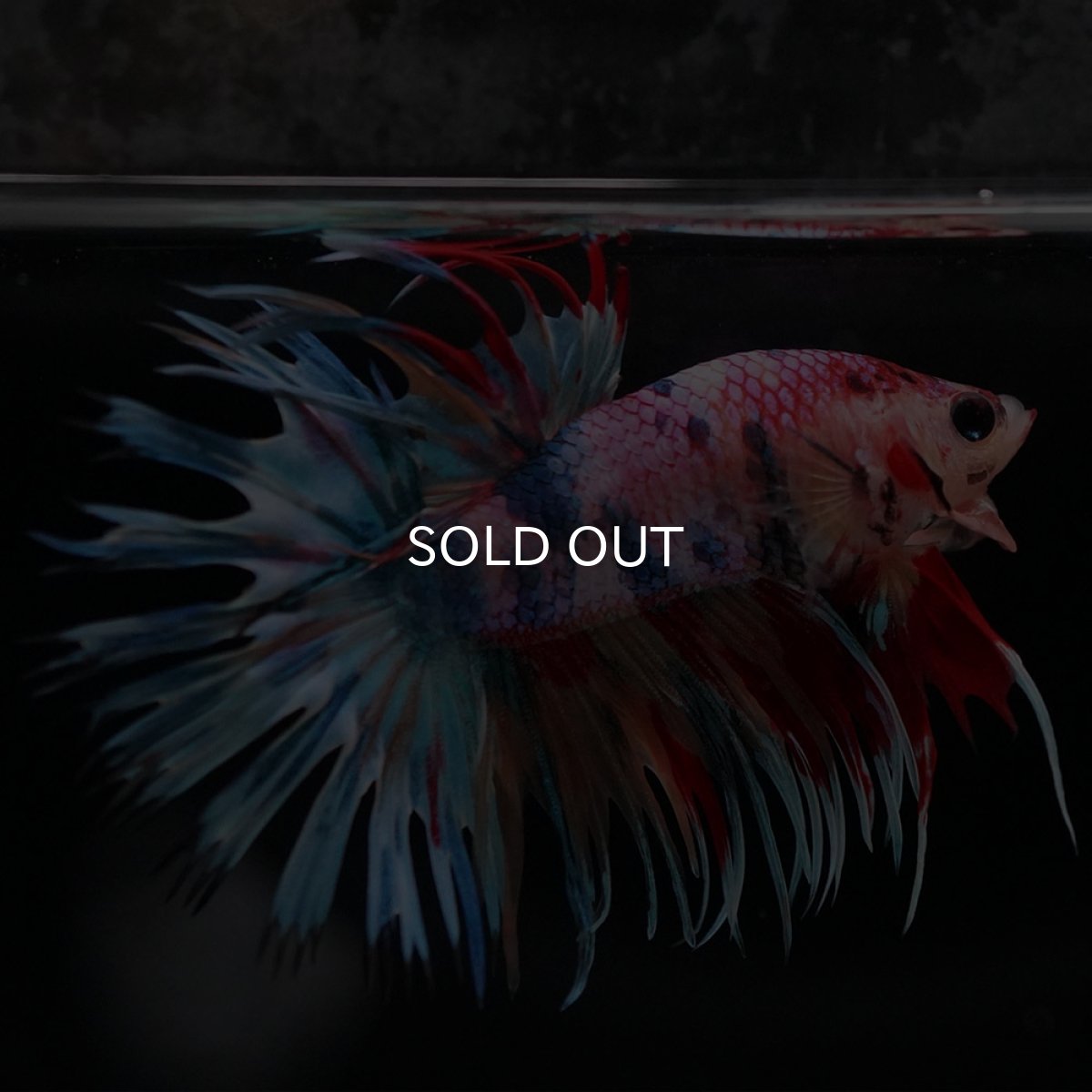 画像6: CT　キャンディ (6)