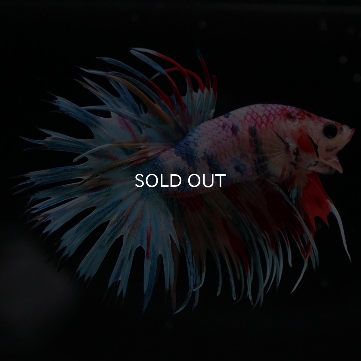 画像4: CT　キャンディ (4)