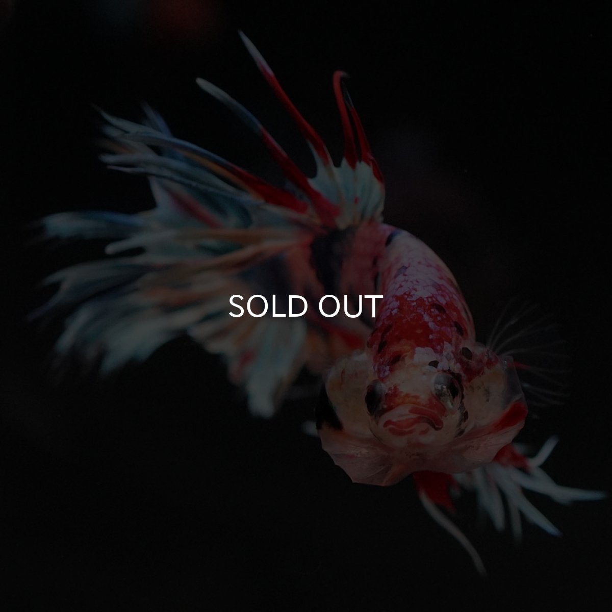 画像3: CT　キャンディ (3)