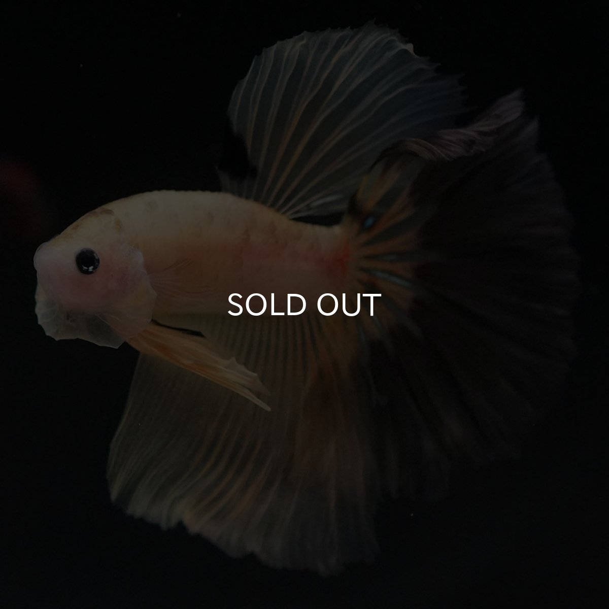 画像2: HM イエローファンシー (2)