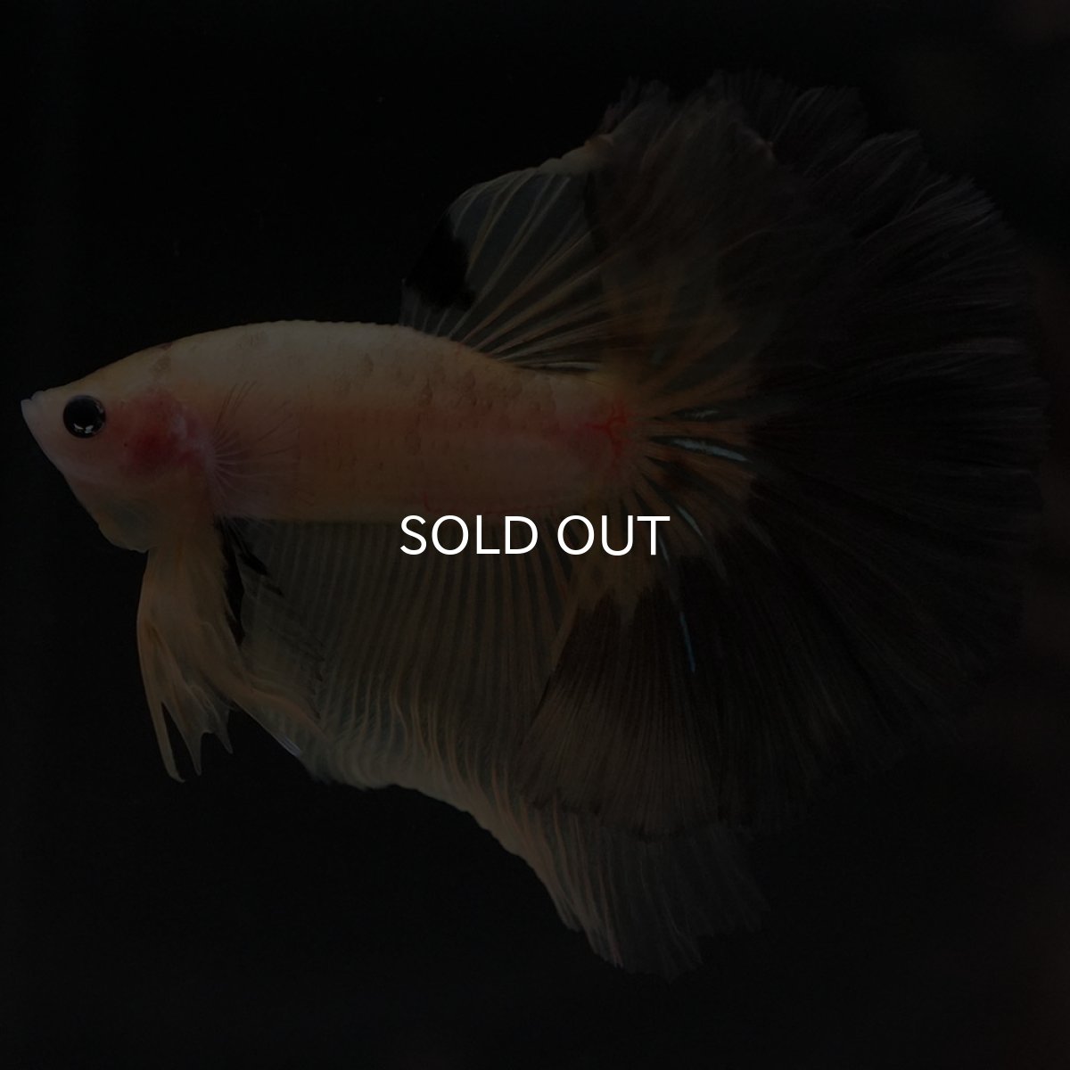 画像8: HM イエローファンシー (8)