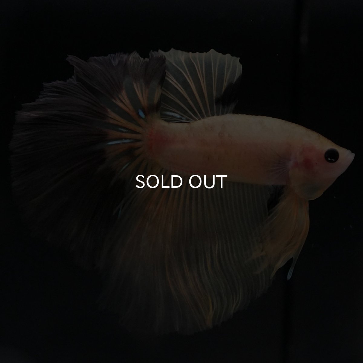 画像11: HM イエローファンシー (11)