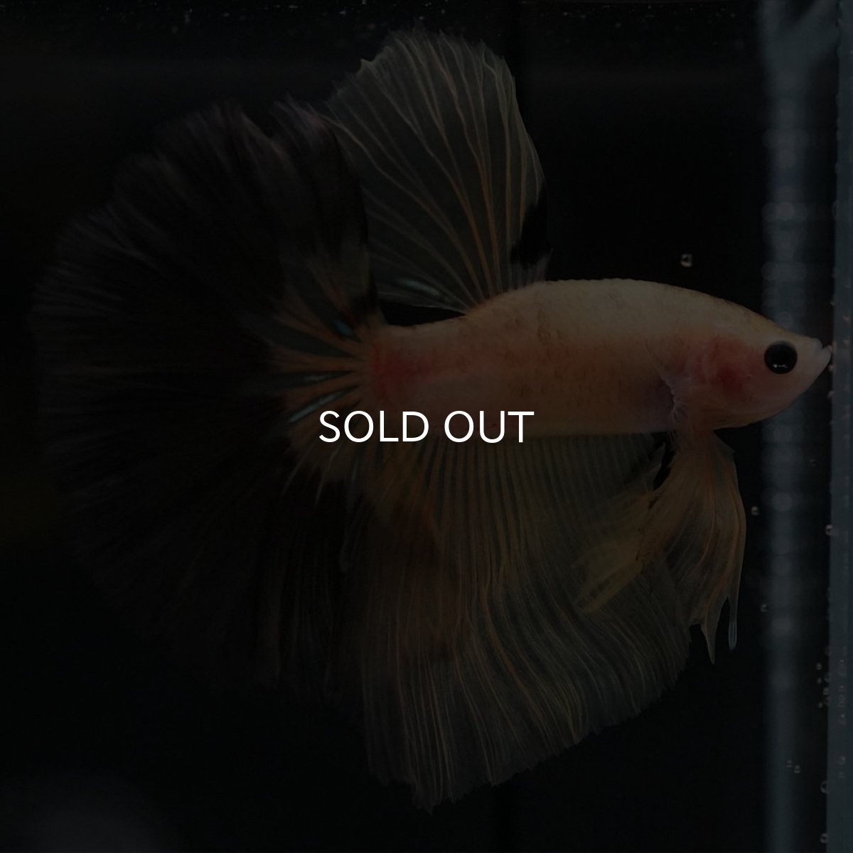 画像9: HM イエローファンシー (9)