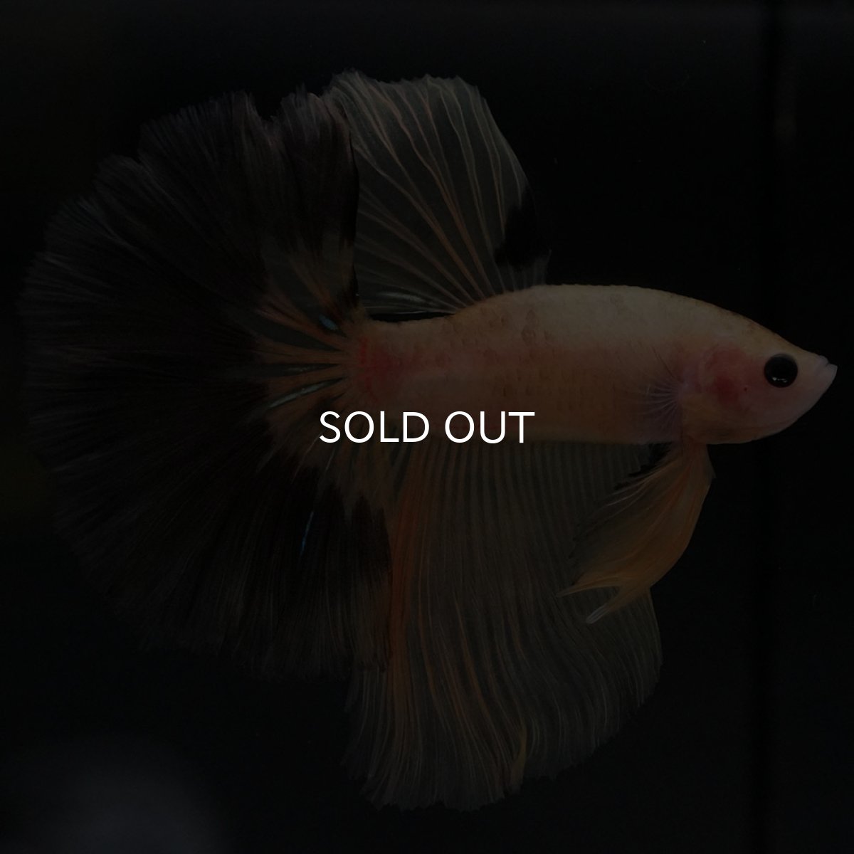 画像3: HM イエローファンシー (3)