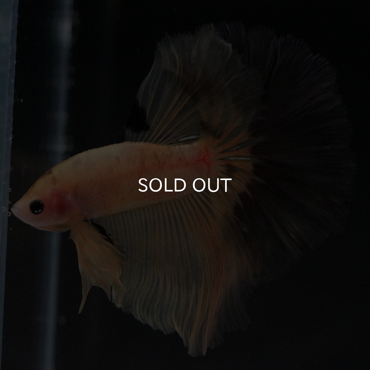 画像6: HM イエローファンシー (6)