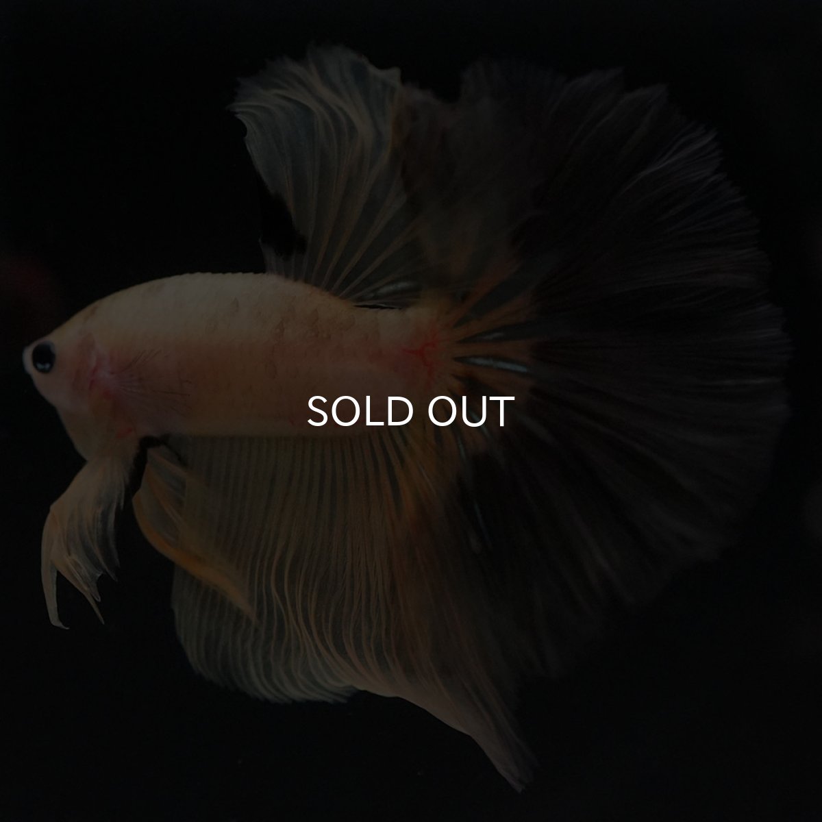 画像4: HM イエローファンシー (4)