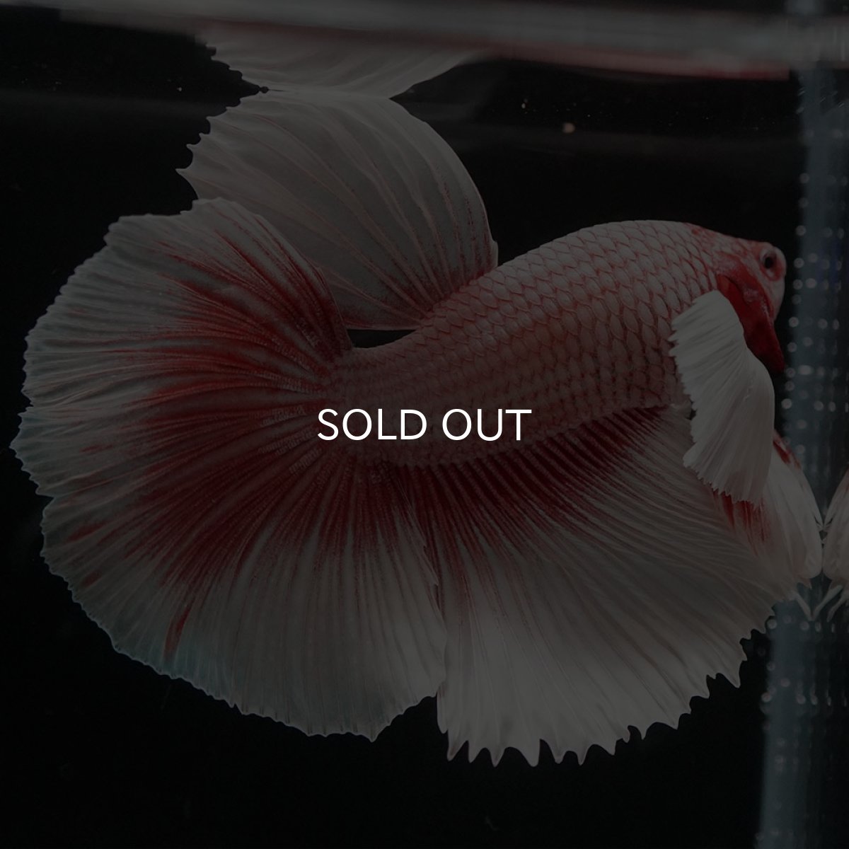 画像9: HMダンボ ファンシーレッド (9)