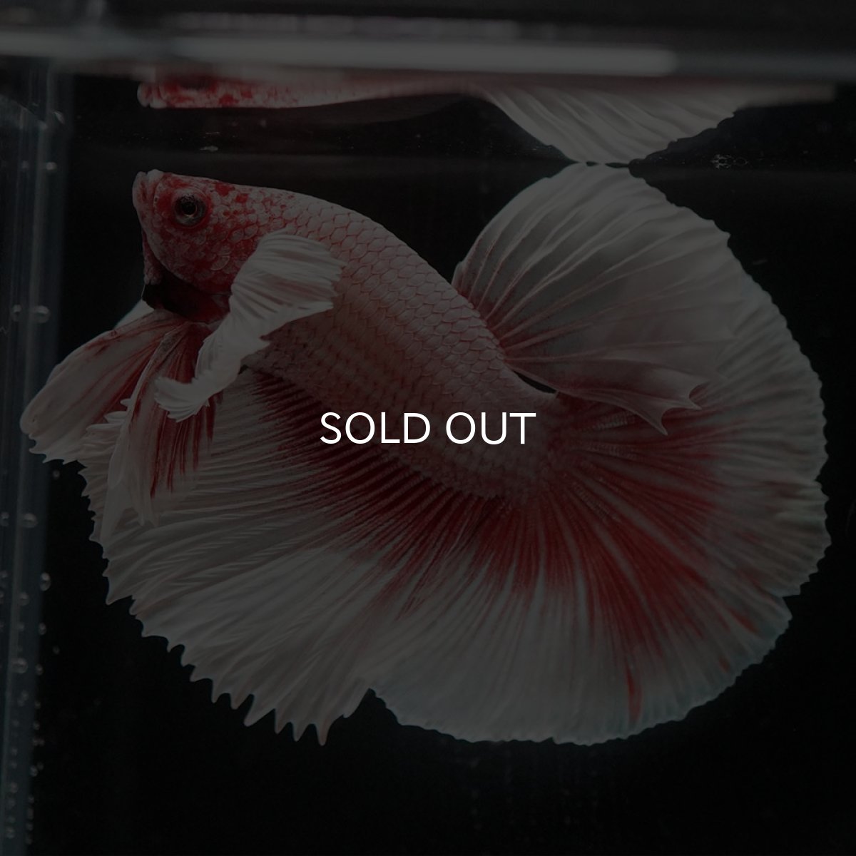 画像7: HMダンボ ファンシーレッド (7)