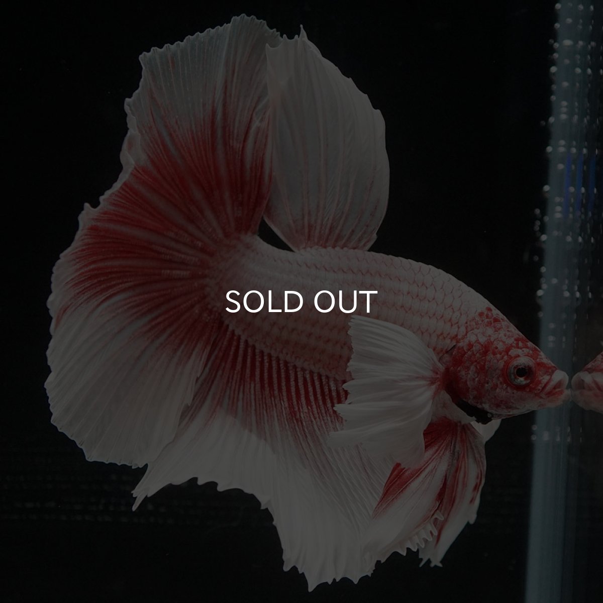 画像8: HMダンボ ファンシーレッド (8)