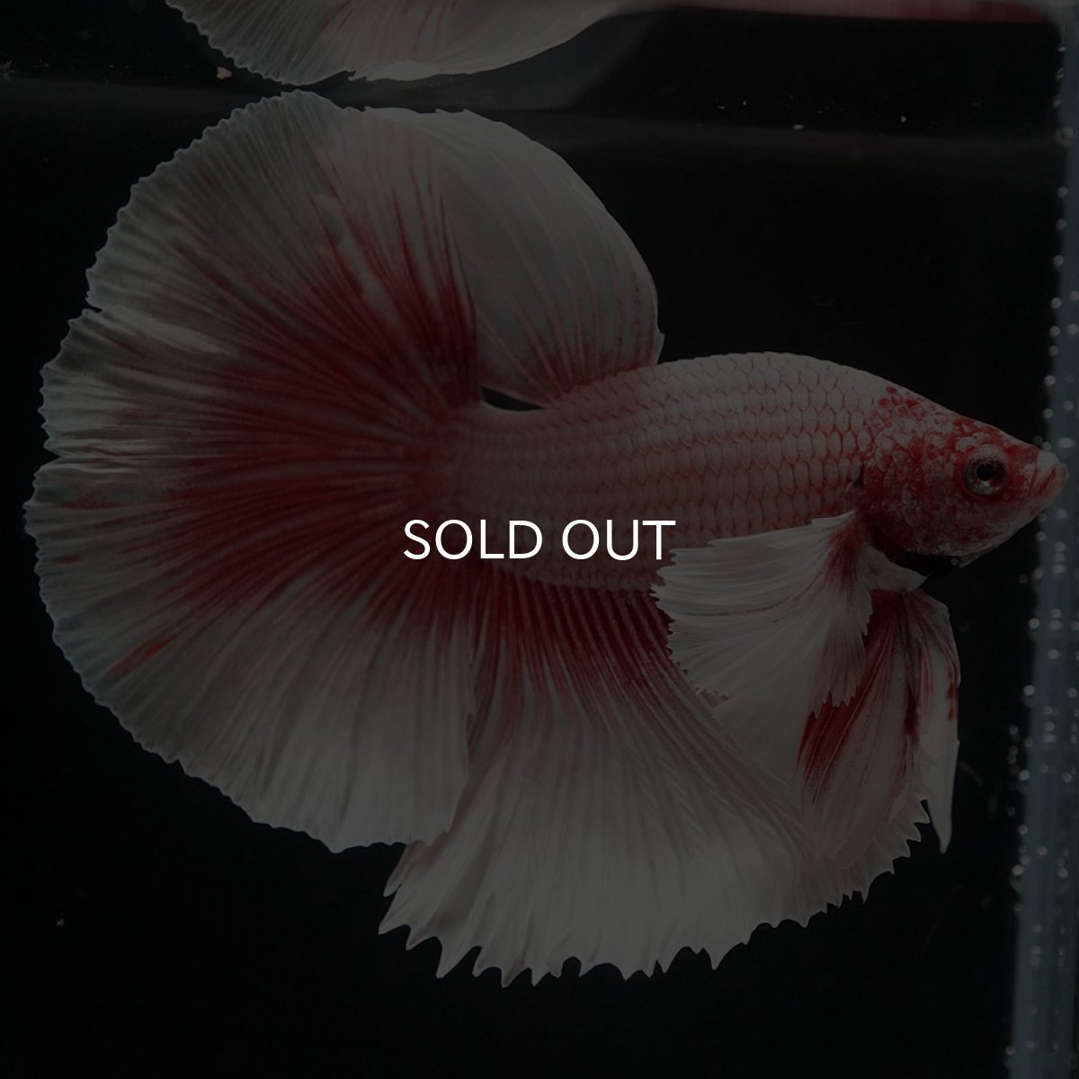 画像6: HMダンボ ファンシーレッド (6)