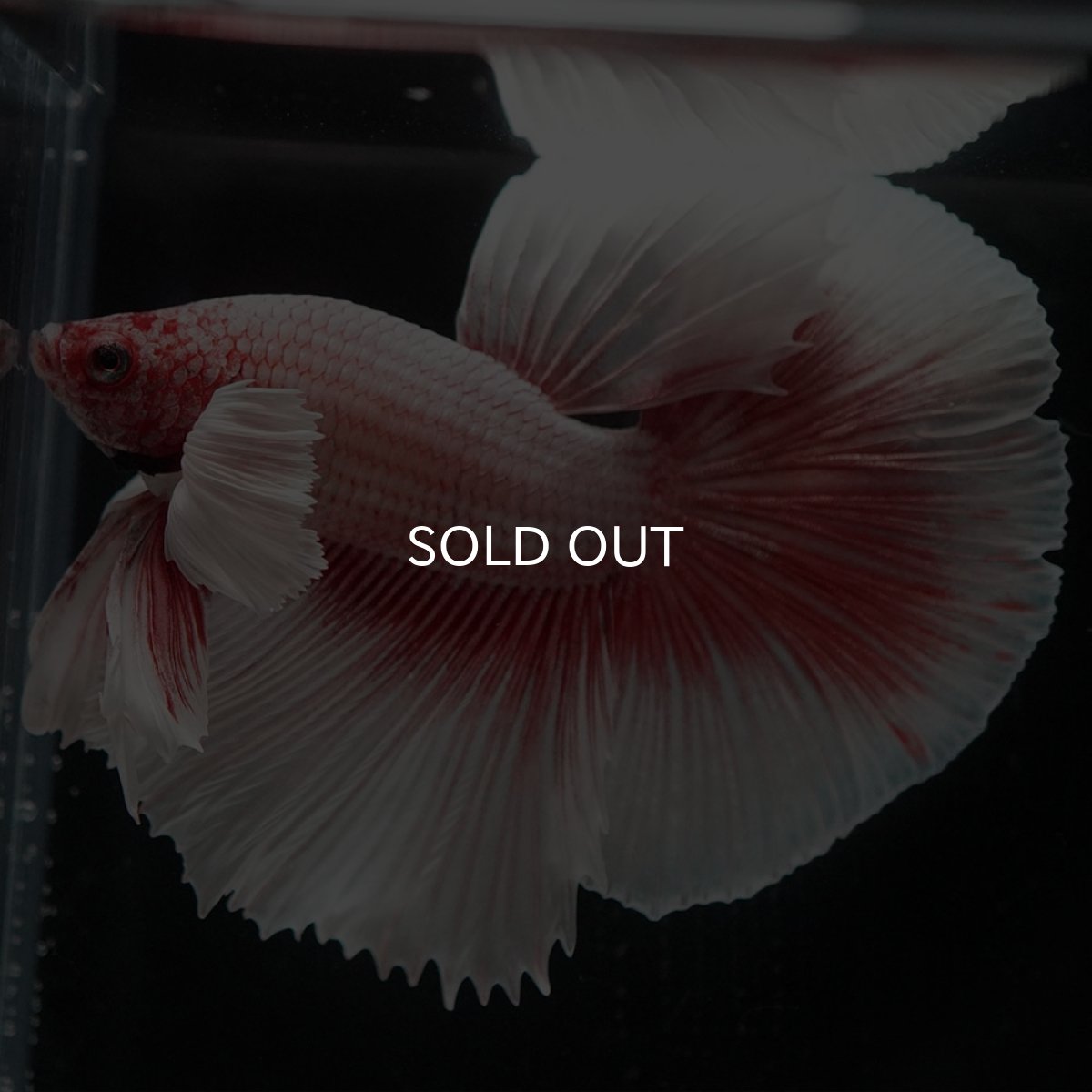 画像5: HMダンボ ファンシーレッド (5)