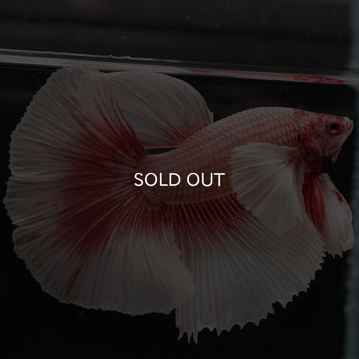 画像4: HMダンボ ファンシーレッド (4)