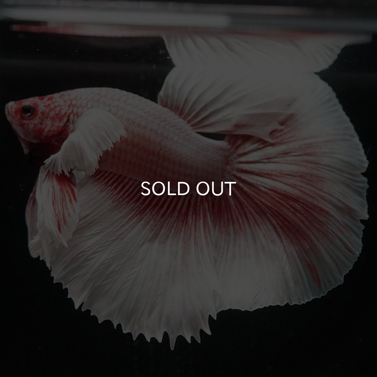 画像3: HMダンボ ファンシーレッド (3)