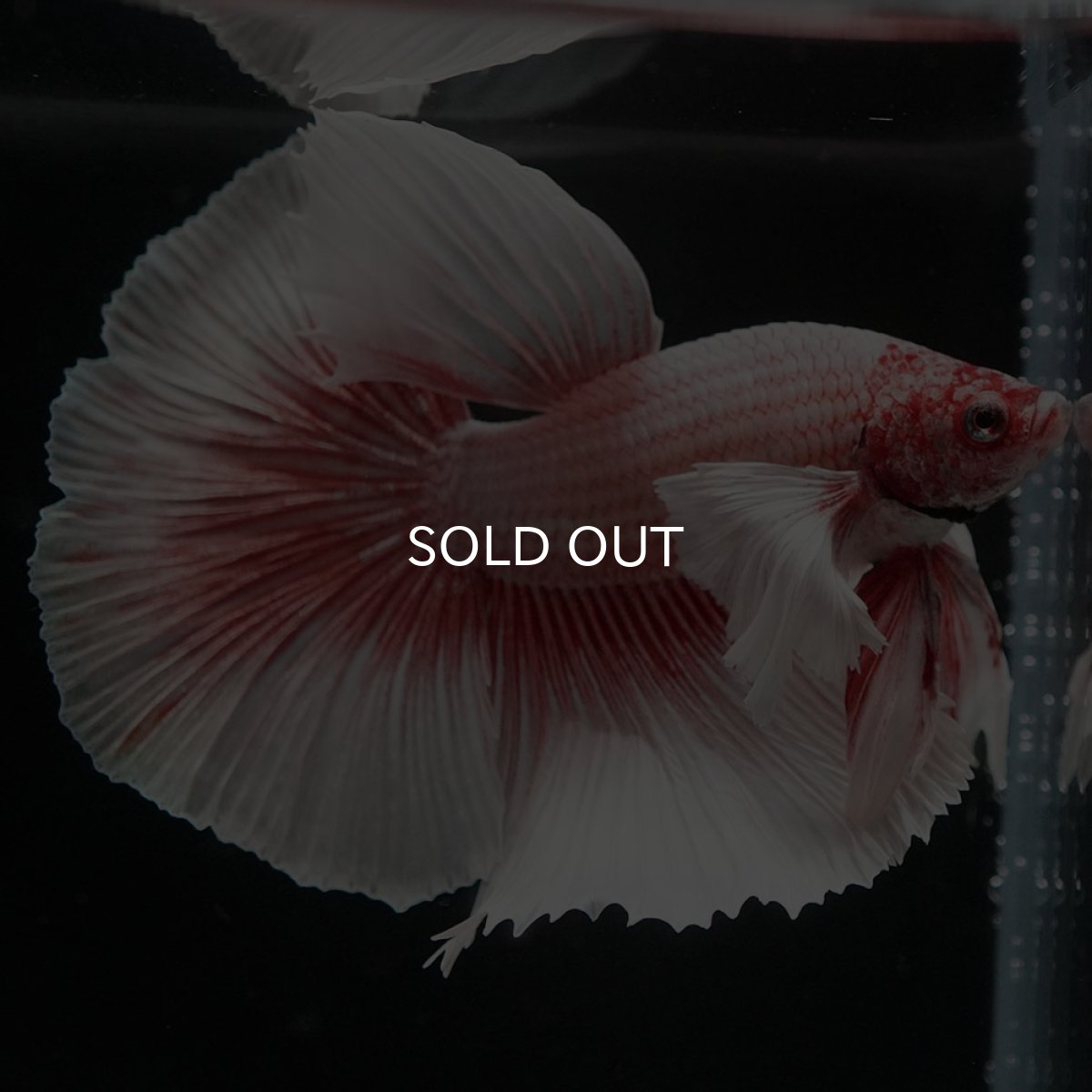 画像2: HMダンボ ファンシーレッド (2)