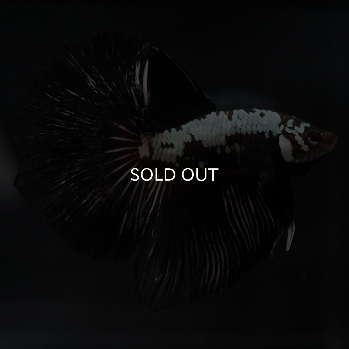 画像6: HM ブラックレッドサムライ (6)