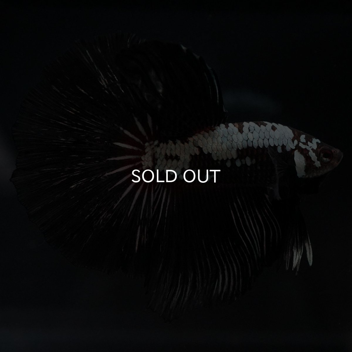 画像2: HM ブラックレッドサムライ (2)