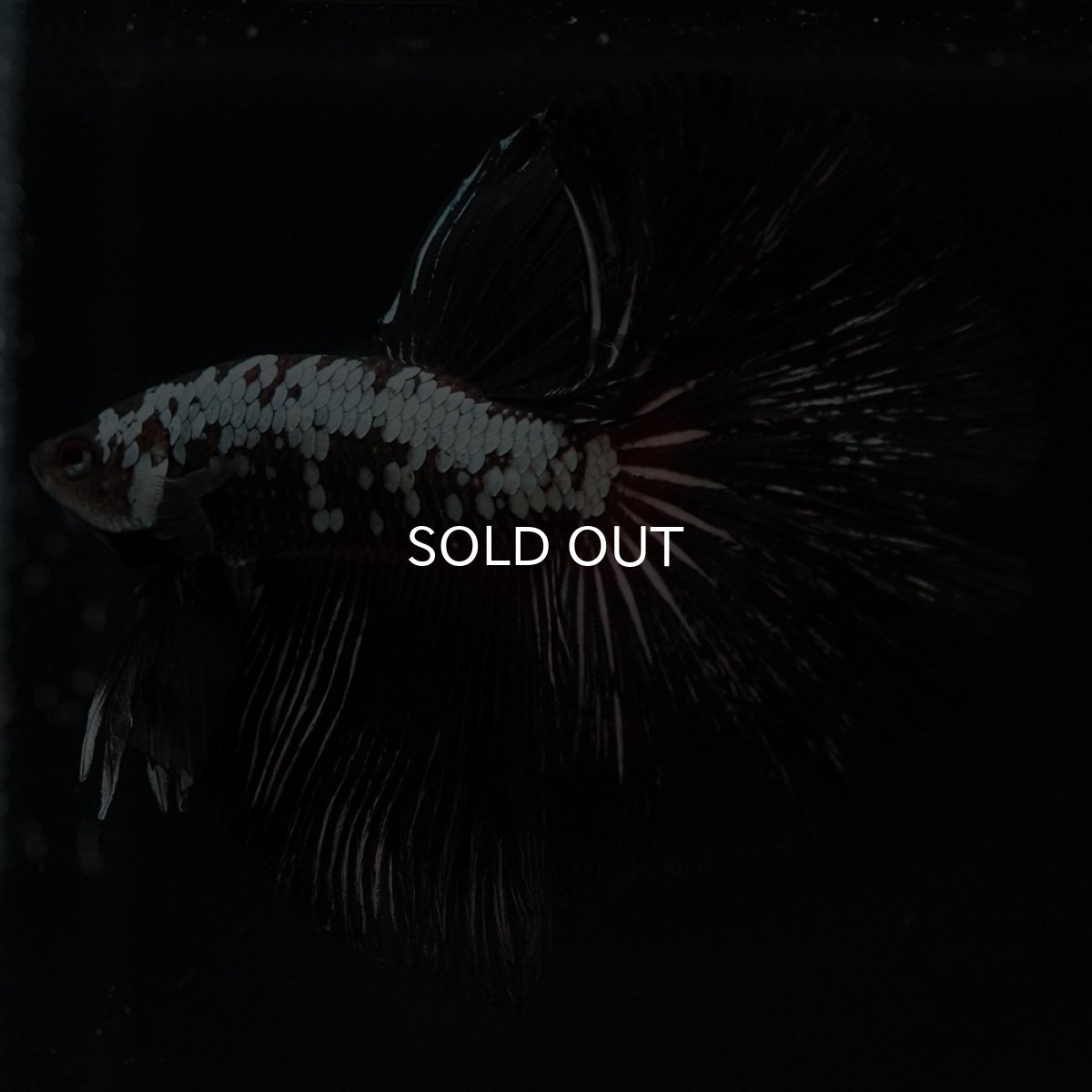 画像3: HM ブラックレッドサムライ (3)