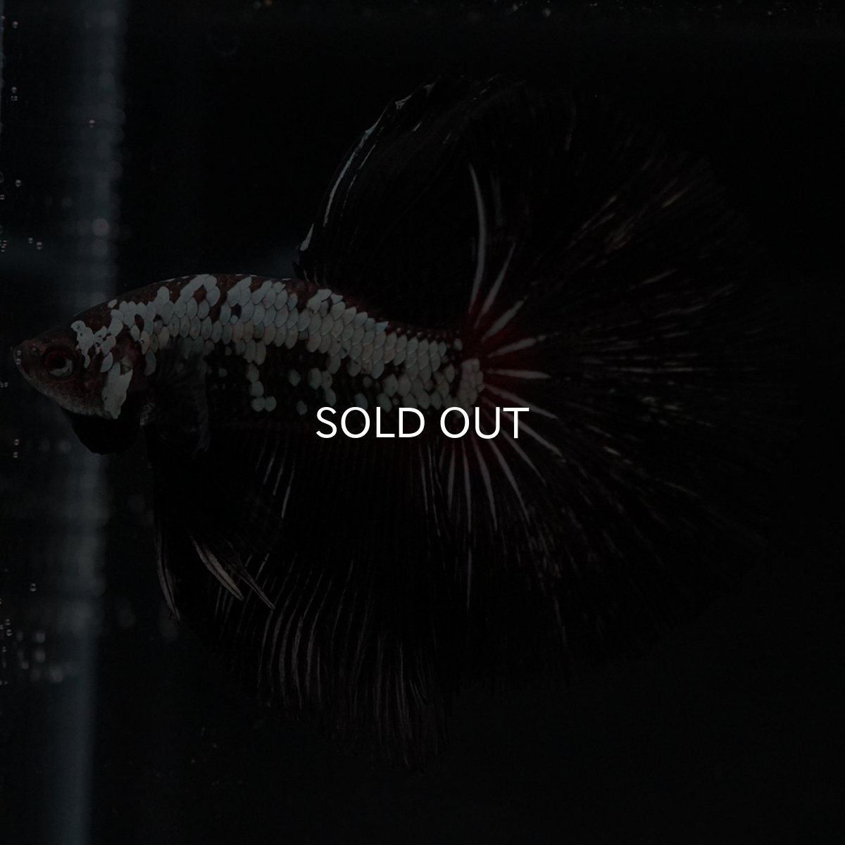 画像7: HM ブラックレッドサムライ (7)