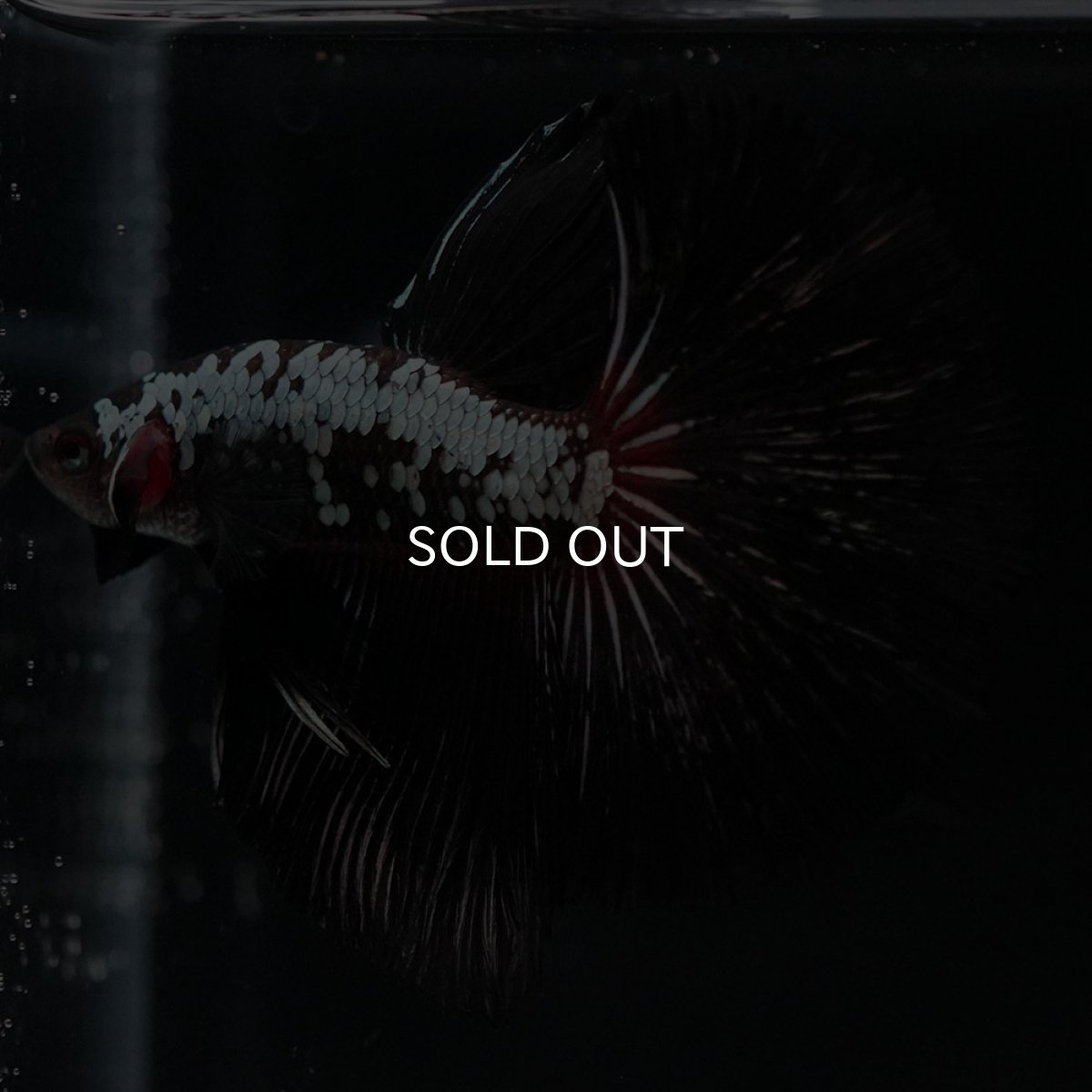 画像5: HM ブラックレッドサムライ (5)