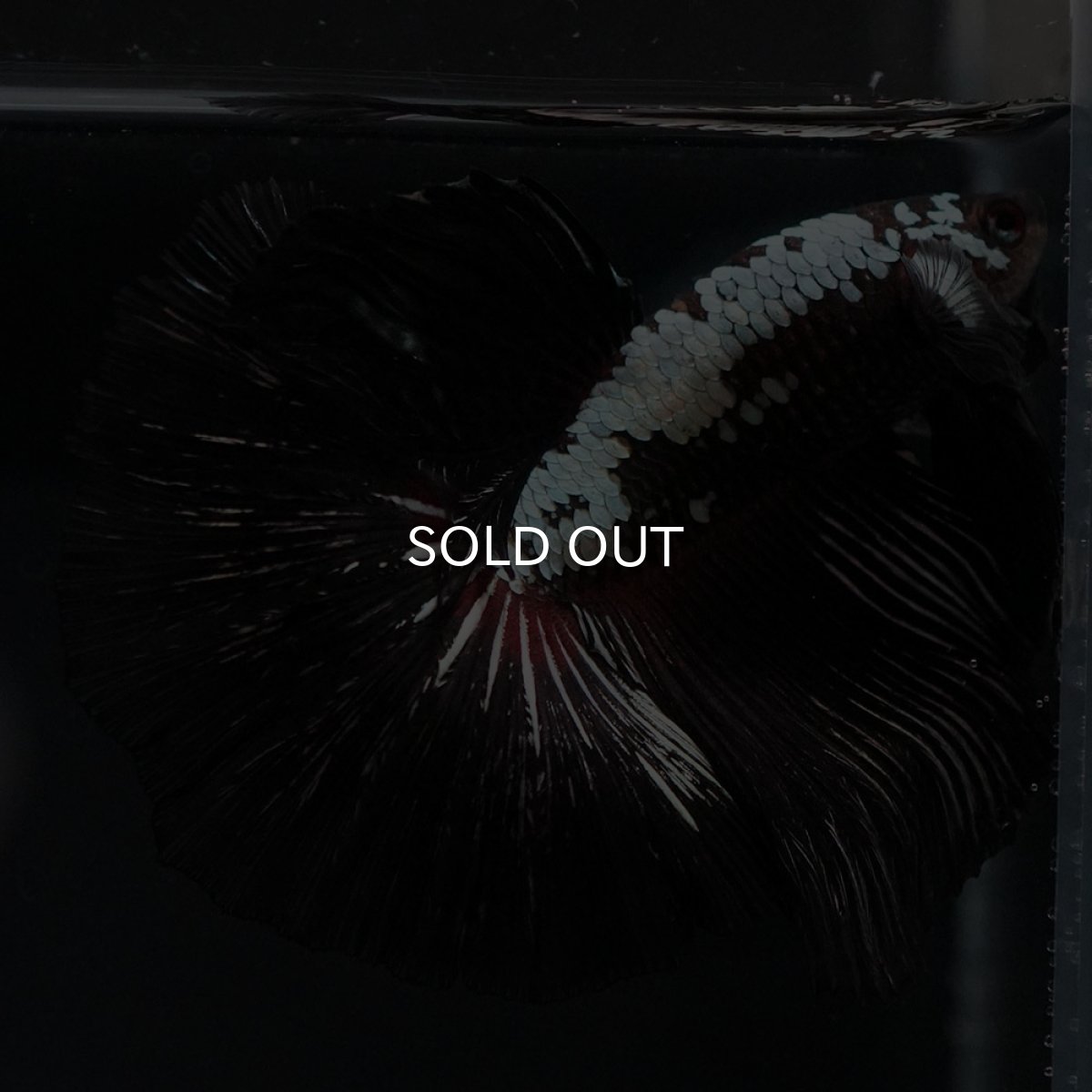 画像4: HM ブラックレッドサムライ (4)