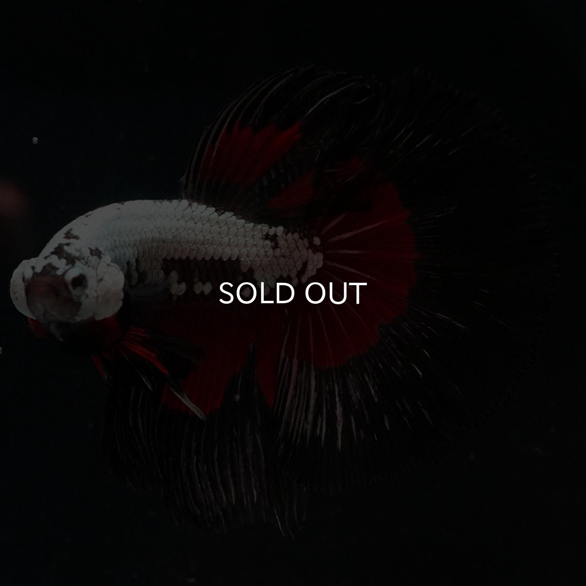 画像9: HM ブラックレッドサムライ (9)