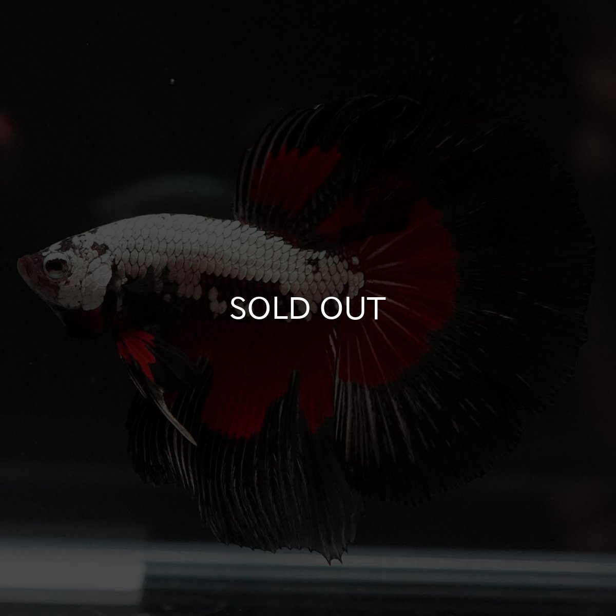 画像8: HM ブラックレッドサムライ (8)