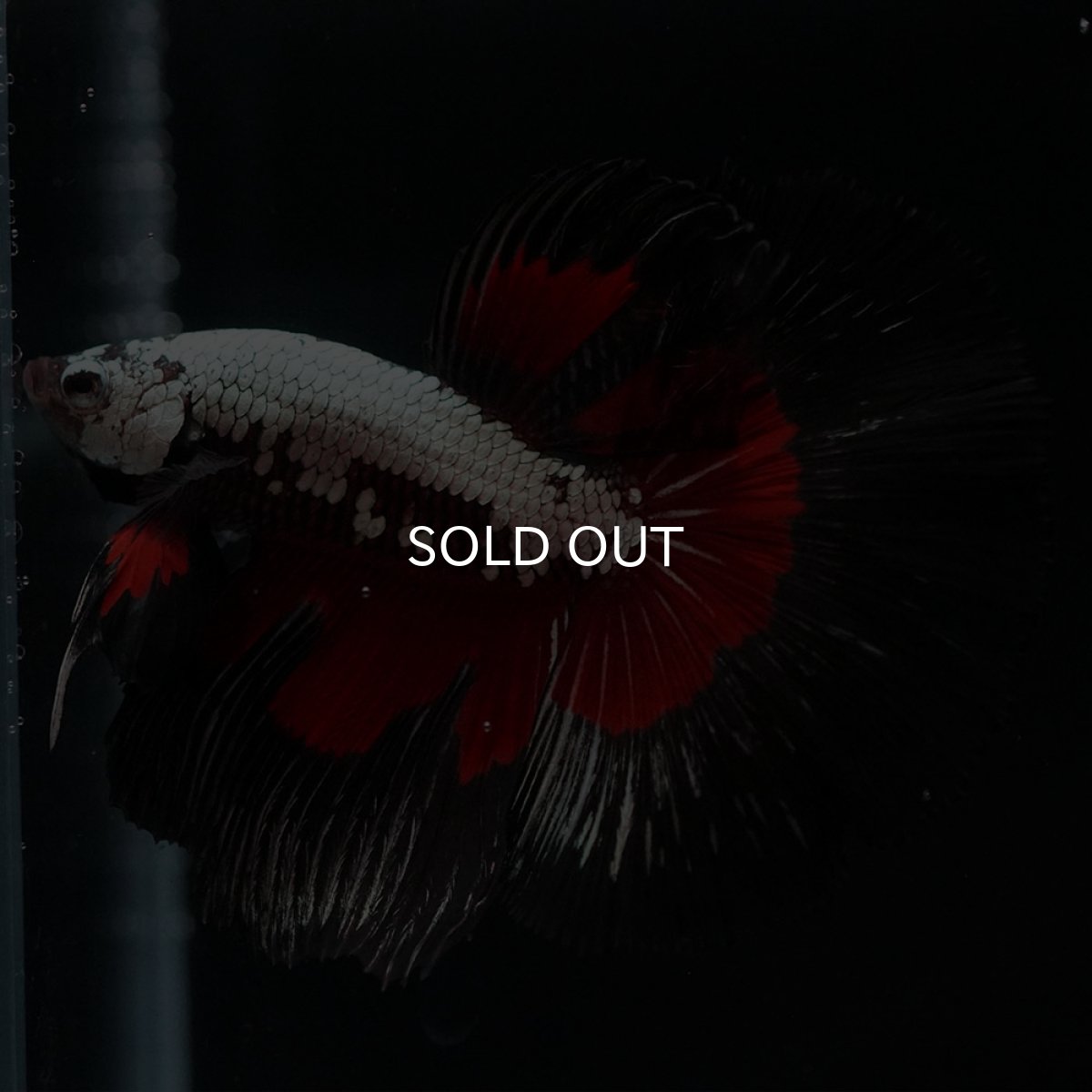 画像7: HM ブラックレッドサムライ (7)