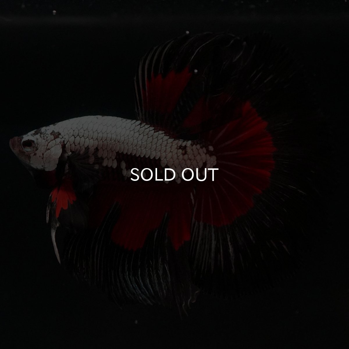 画像6: HM ブラックレッドサムライ (6)