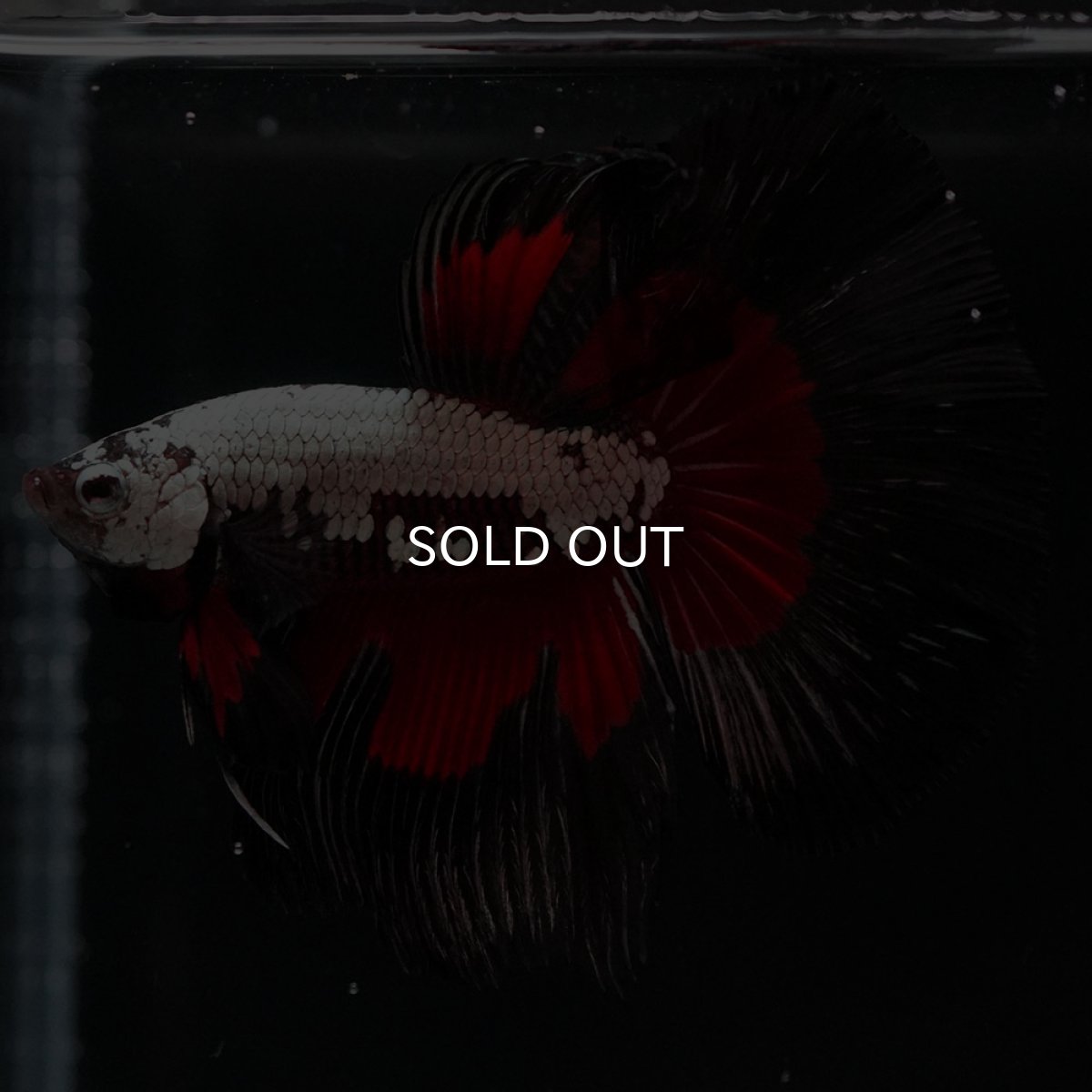 画像4: HM ブラックレッドサムライ (4)