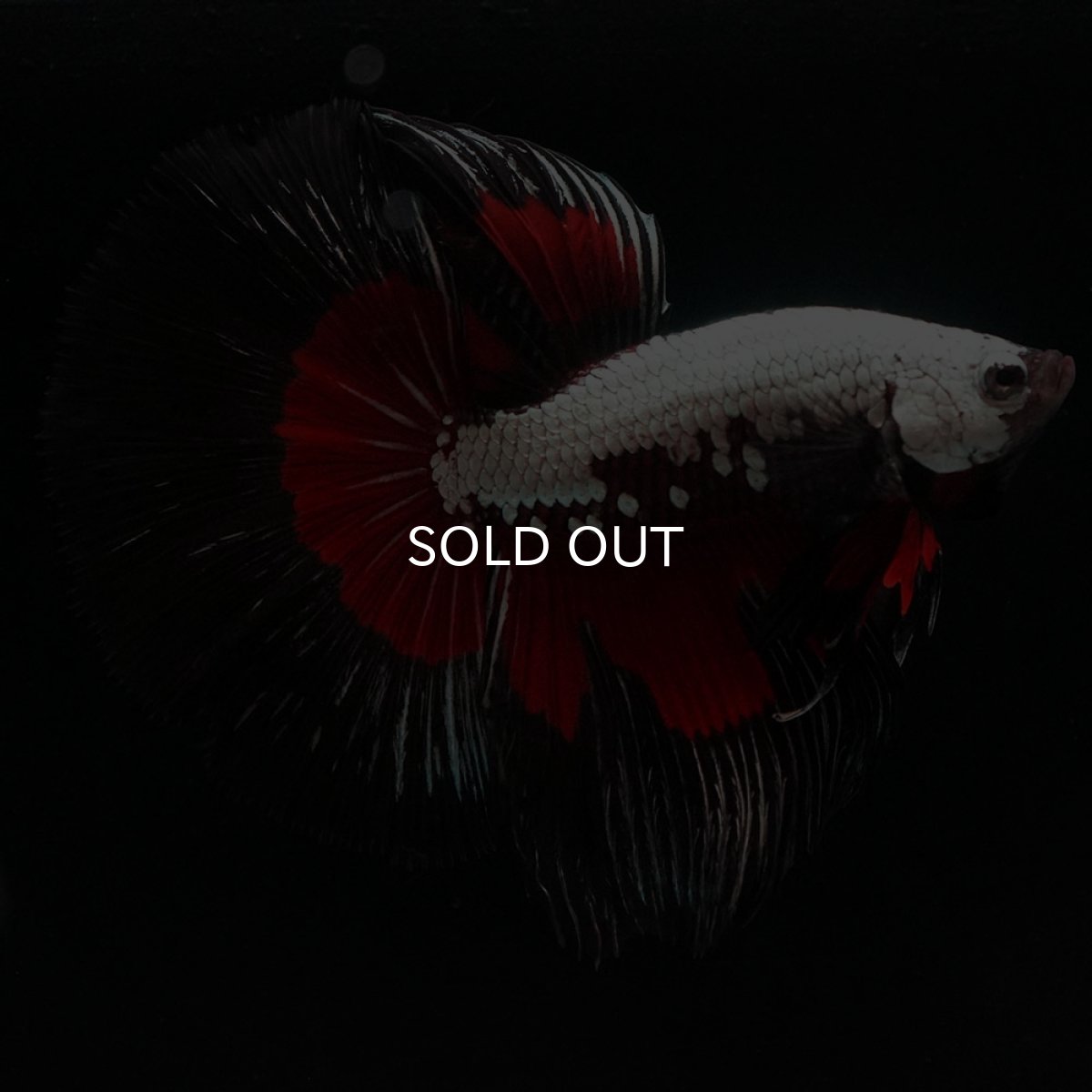 画像5: HM ブラックレッドサムライ (5)