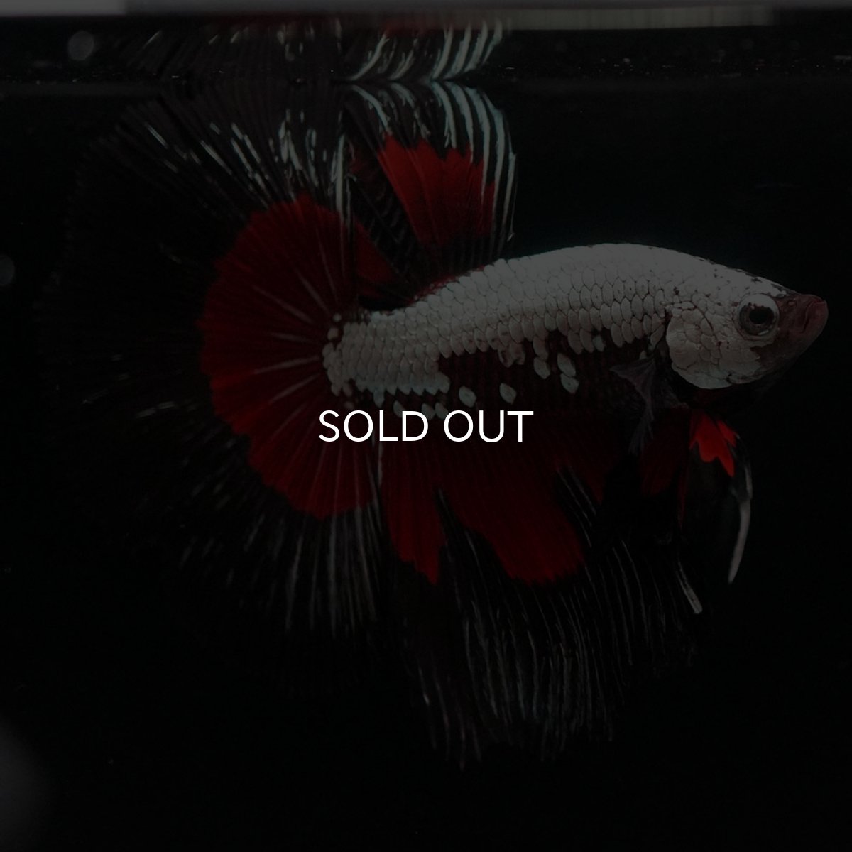 画像3: HM ブラックレッドサムライ (3)