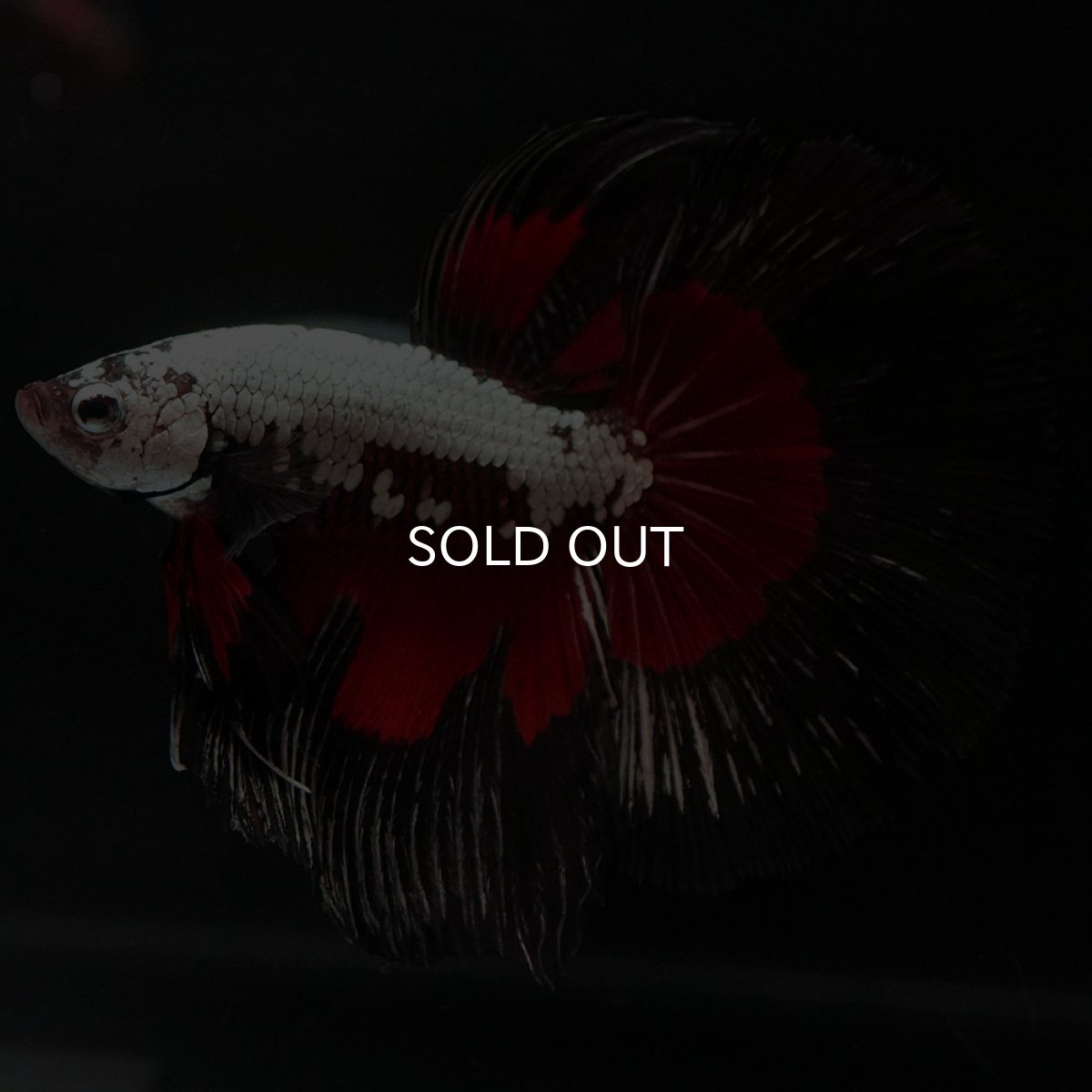 画像2: HM ブラックレッドサムライ (2)