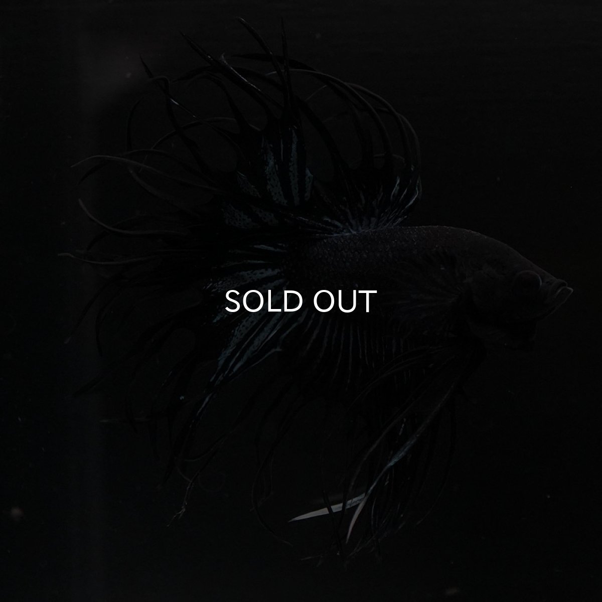 画像9: KCT　ブラックオーキッド (9)