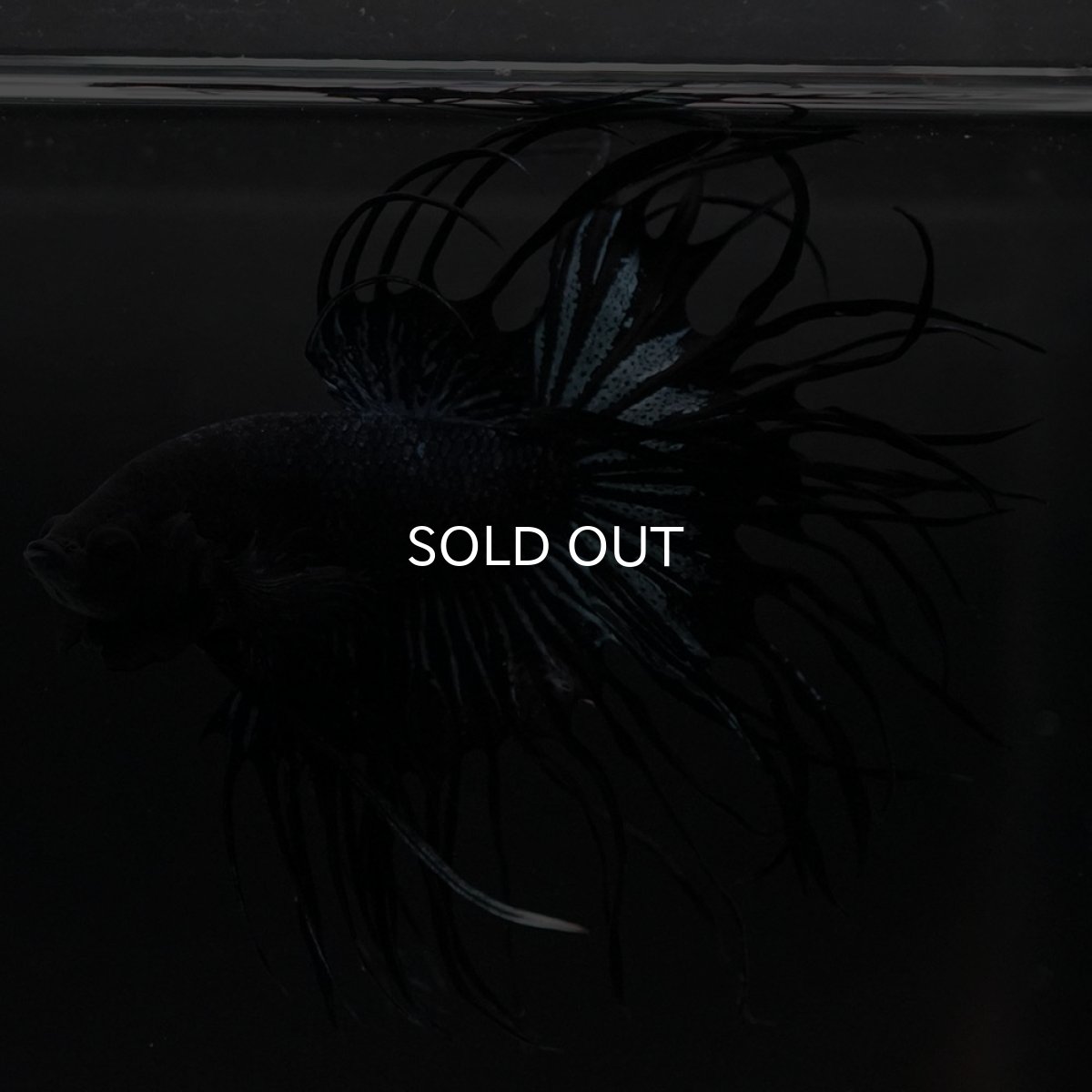 画像8: KCT　ブラックオーキッド (8)