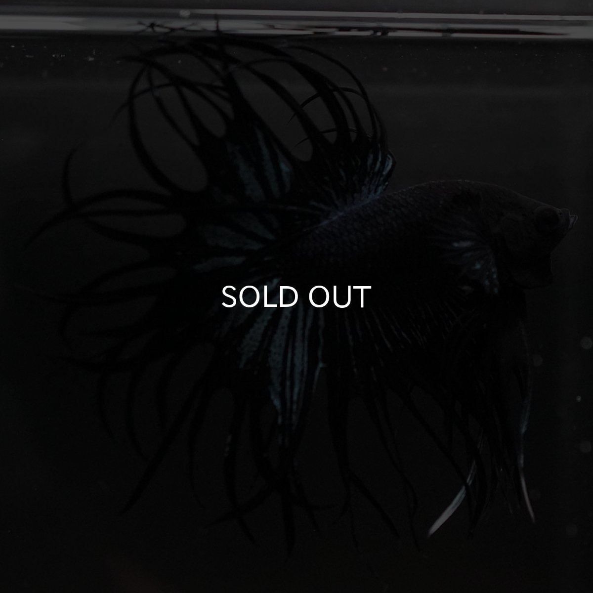 画像5: KCT　ブラックオーキッド (5)