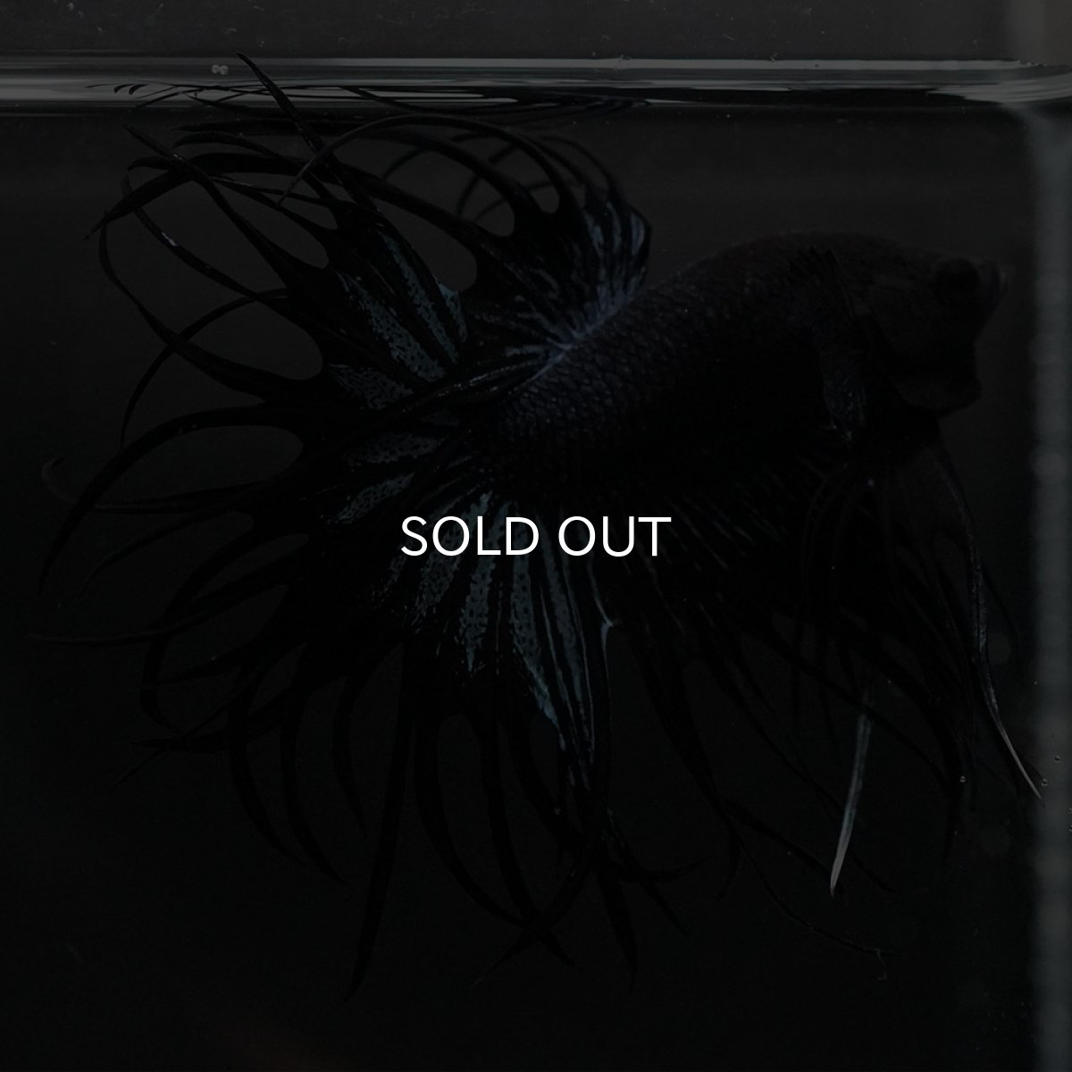 画像3: KCT　ブラックオーキッド (3)