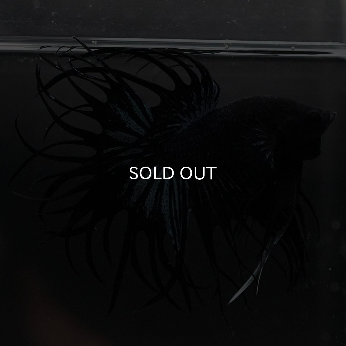 画像7: KCT　ブラックオーキッド (7)