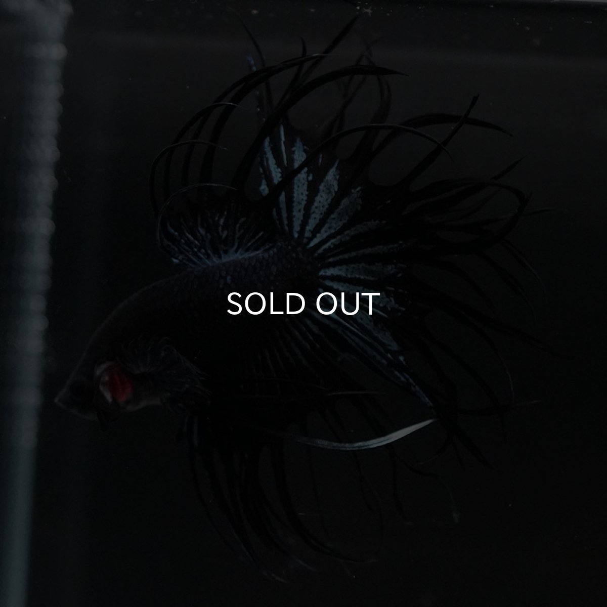 画像2: KCT　ブラックオーキッド (2)