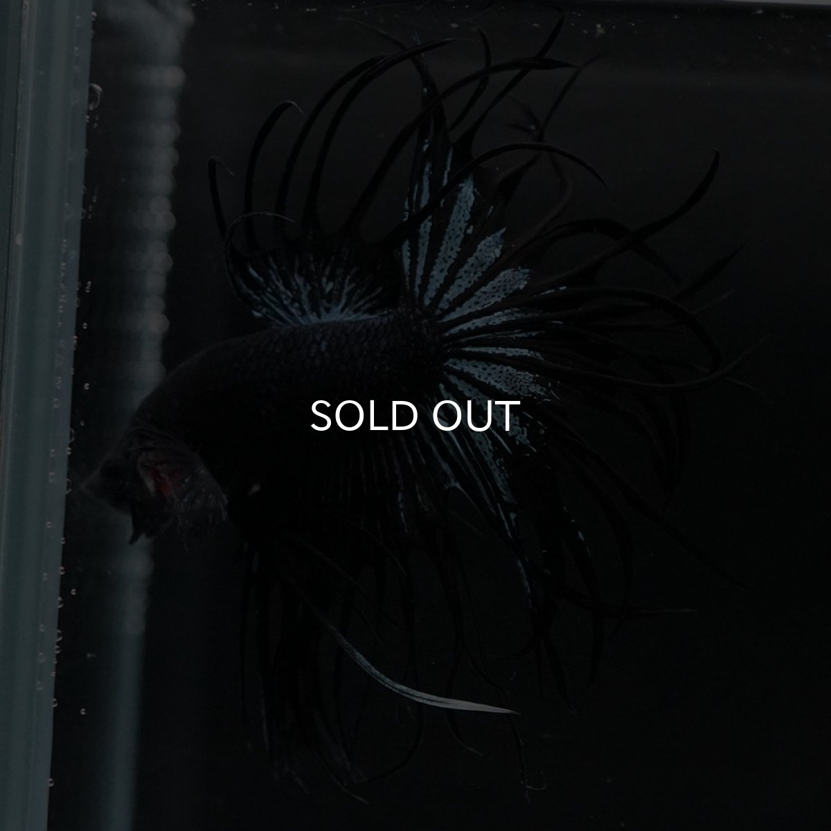 画像6: KCT　ブラックオーキッド (6)